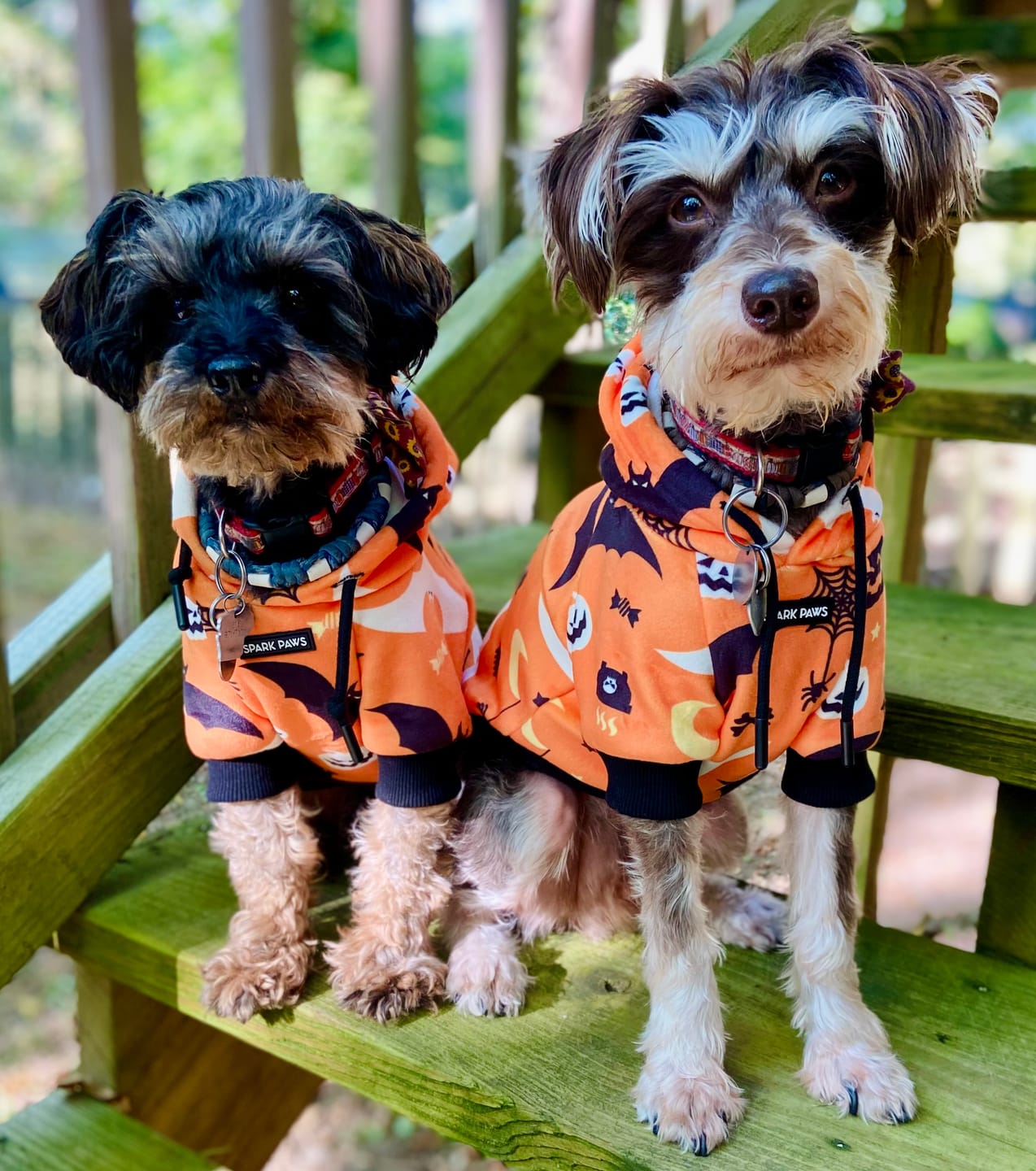 Customer photo review of Halloween Dog Hoodie - Orange