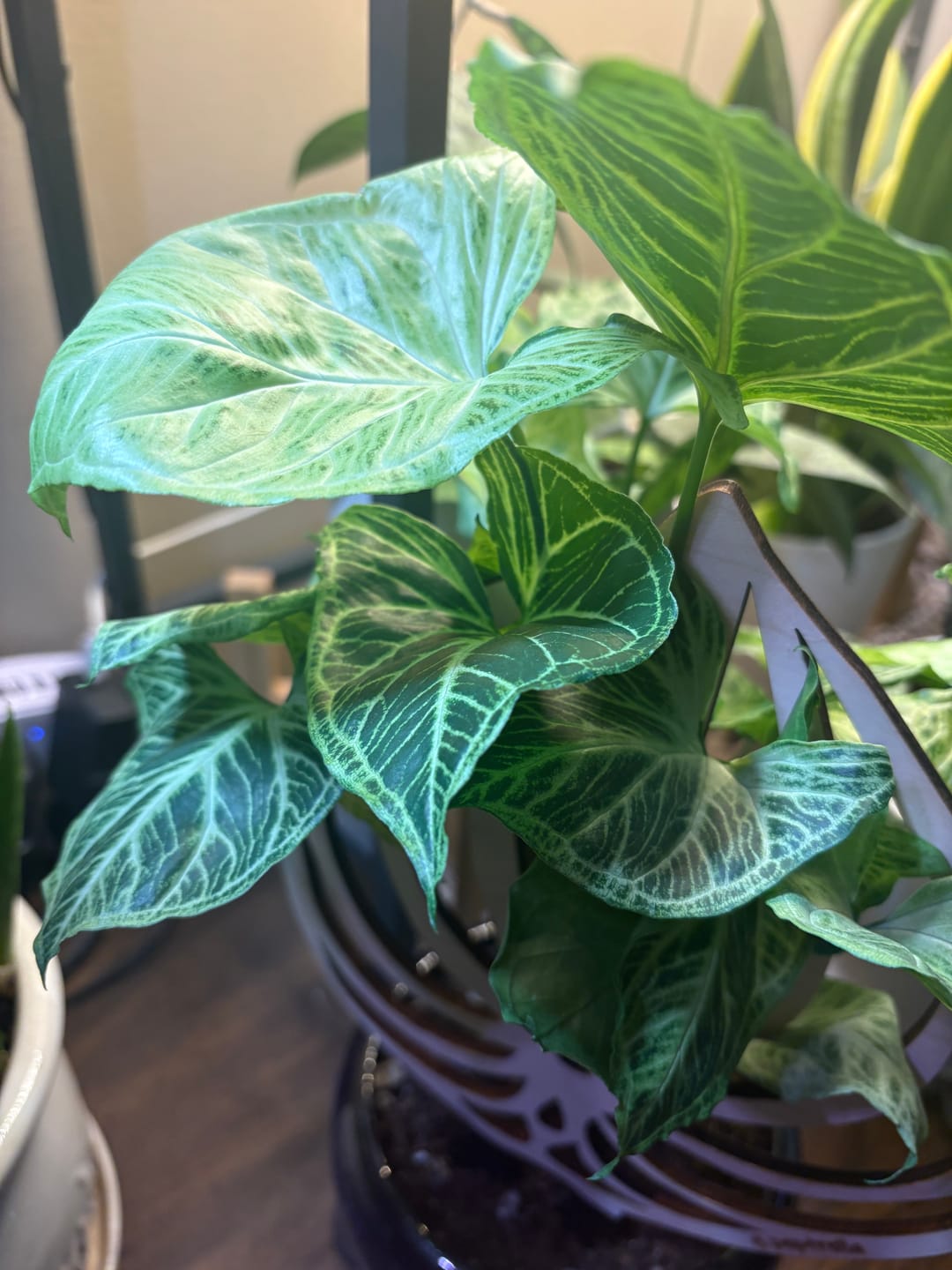 Customer photo review of Syngonium podophyllum 'Batik'