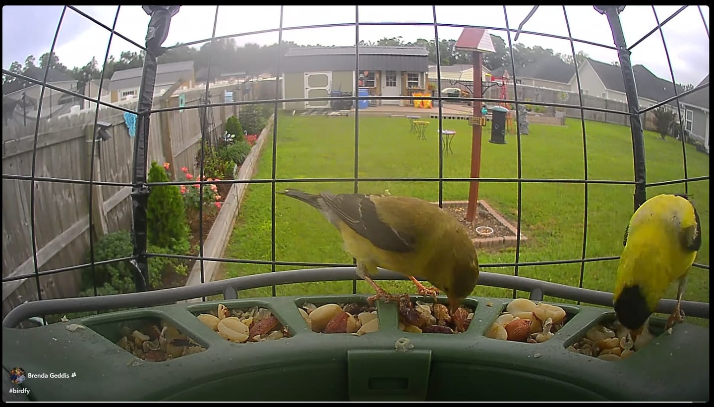 Customer photo review of Birdfy Feeder 2 Pro - Dual-Lens Smart Bird Feeder with Camera