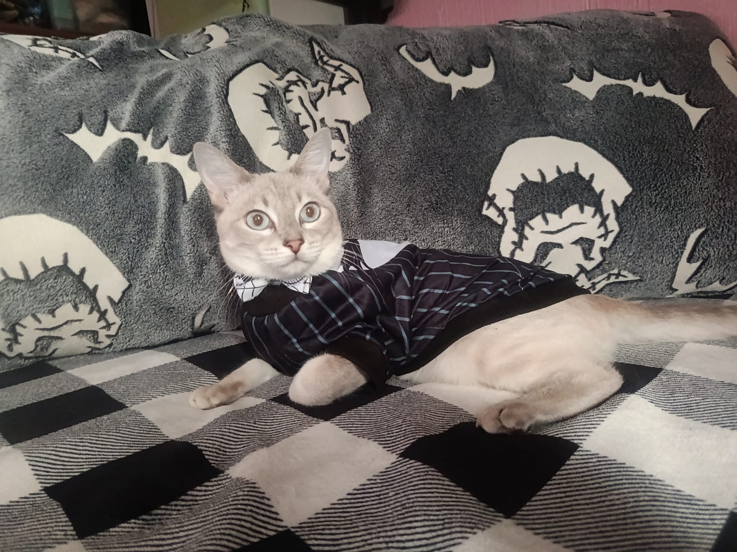 Customer photo review of CT4475 1 Pieza De Collar Día de Muertos Para Mascota
