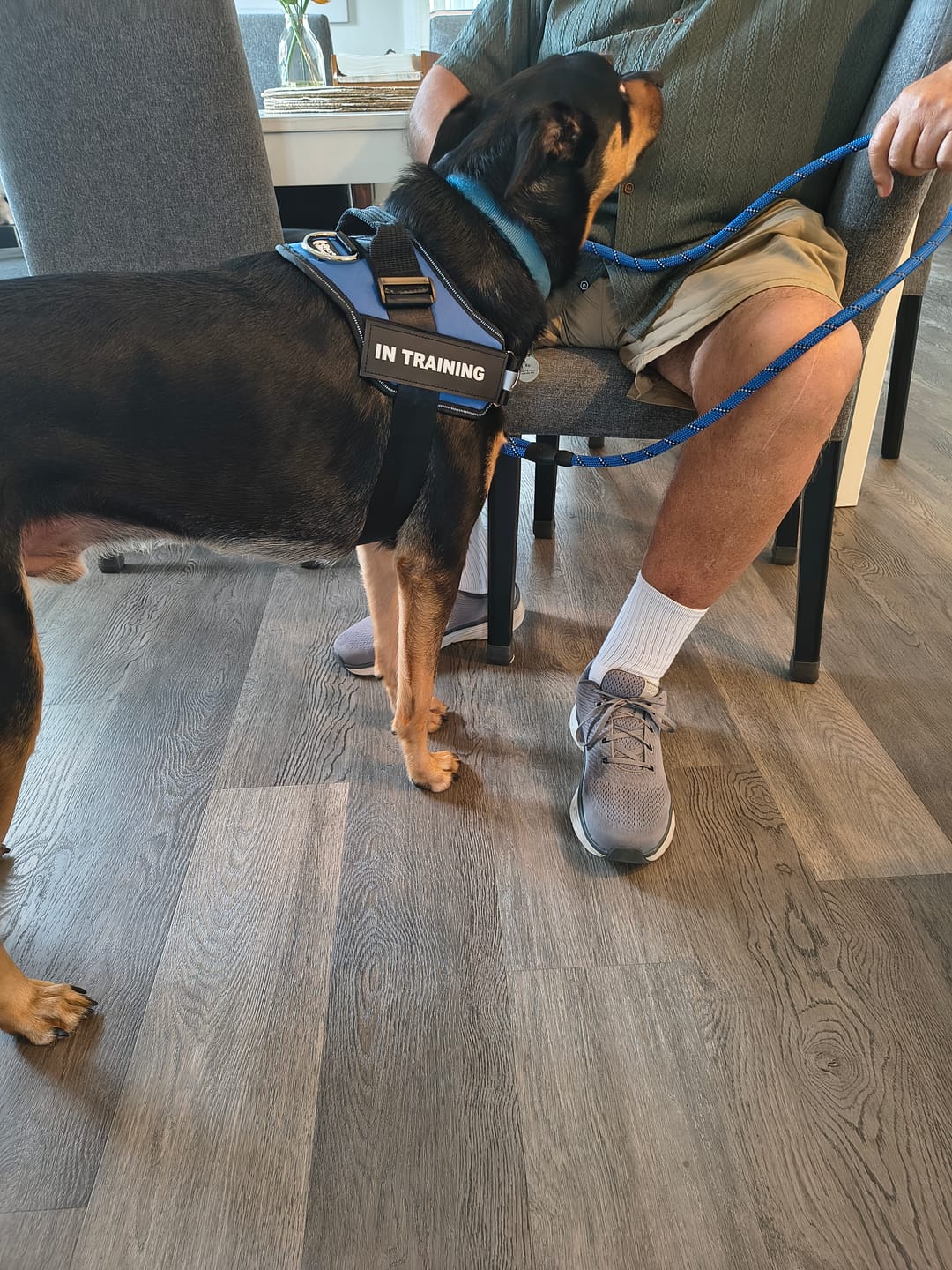Customer photo review of Personalized Dog Harness