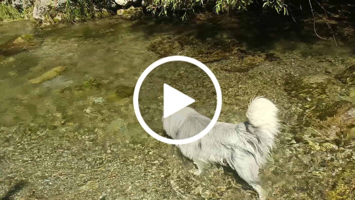 Customer video review of Crocchette Gastrointestinal al Tacchino - Cane Adulto - Proteine idrolizzate - Grain Free
