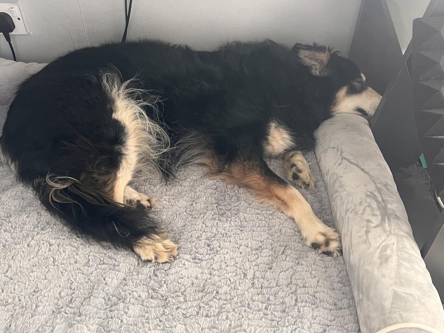 Customer photo review of Large Orthopedic Dog Bed