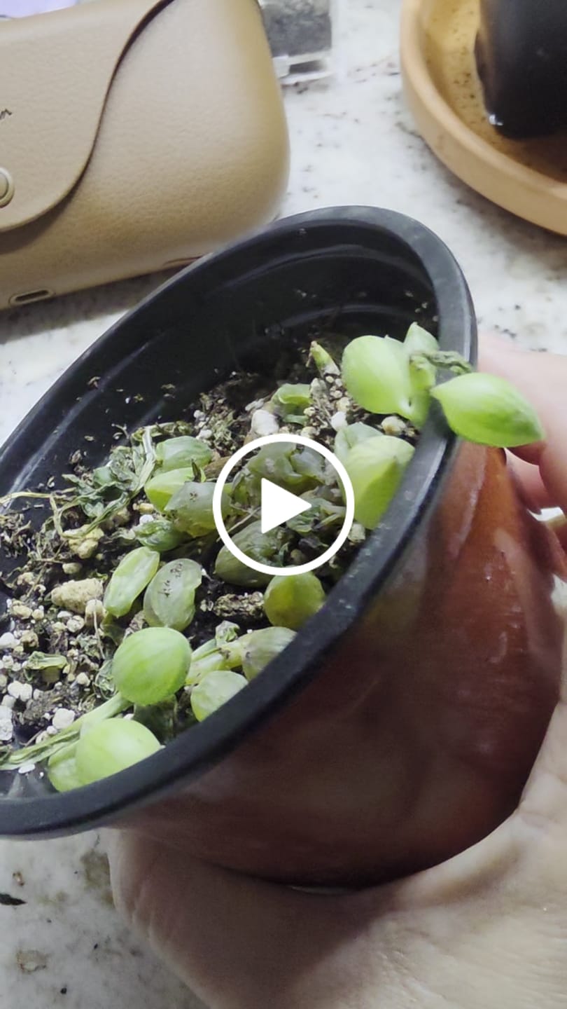 Customer video review of String of Watermelon
