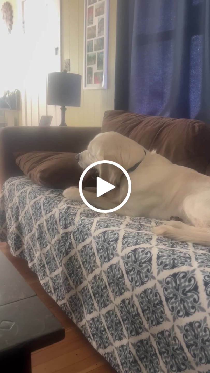 Customer video review of Super Bull Sticks