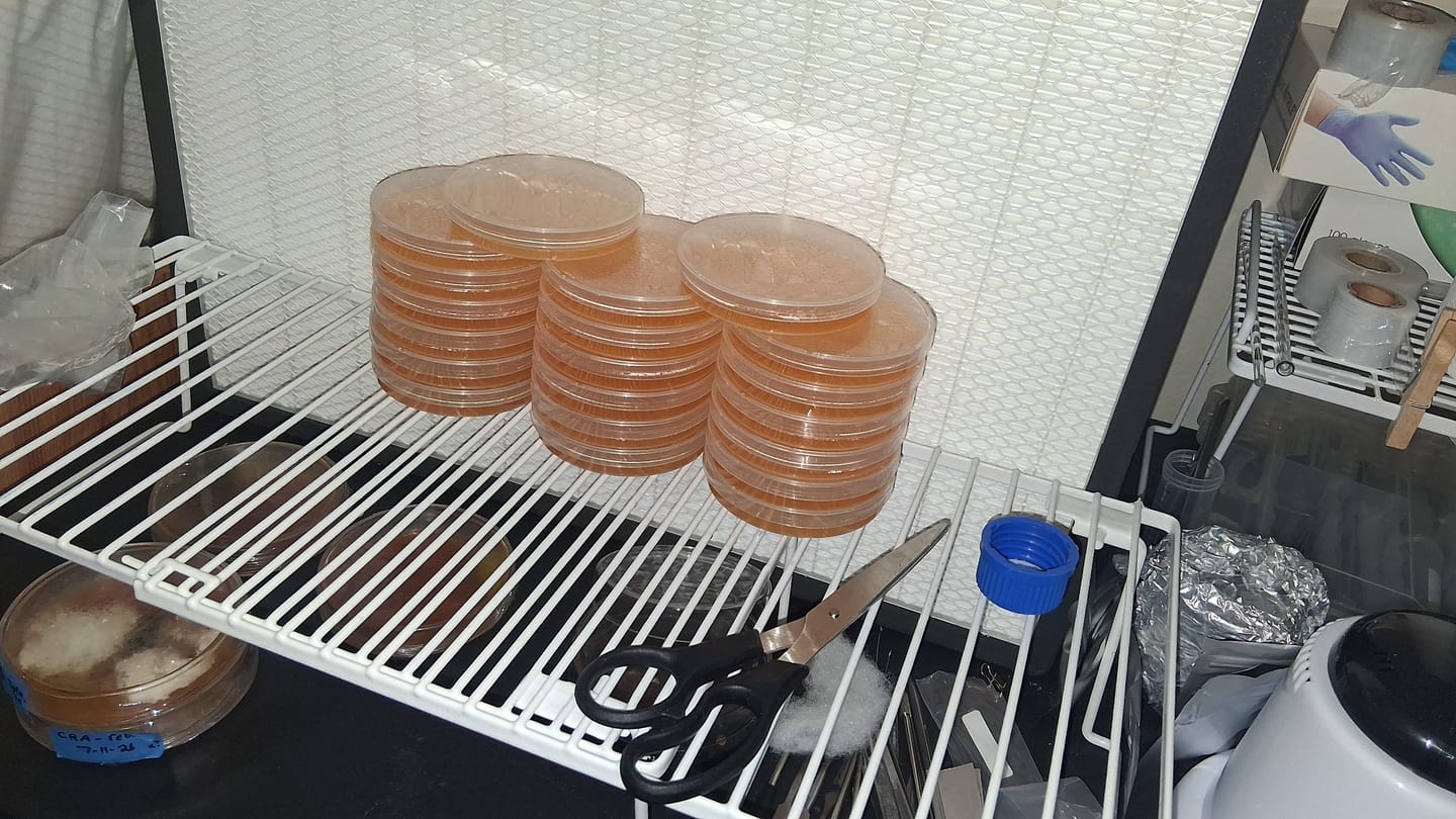 Customer photo review of Autoclavable/Reusable 90mm*15mm Polypropylene Petri Dish