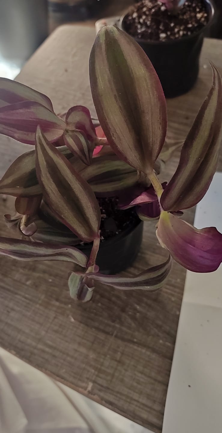 Customer photo review of Wandering Jew Plant in 4" Nursery Pot - Rare Tradescantia - Rare Pink Silver Wandering Jew - Easy Care Hardy Indoor Houseplant
