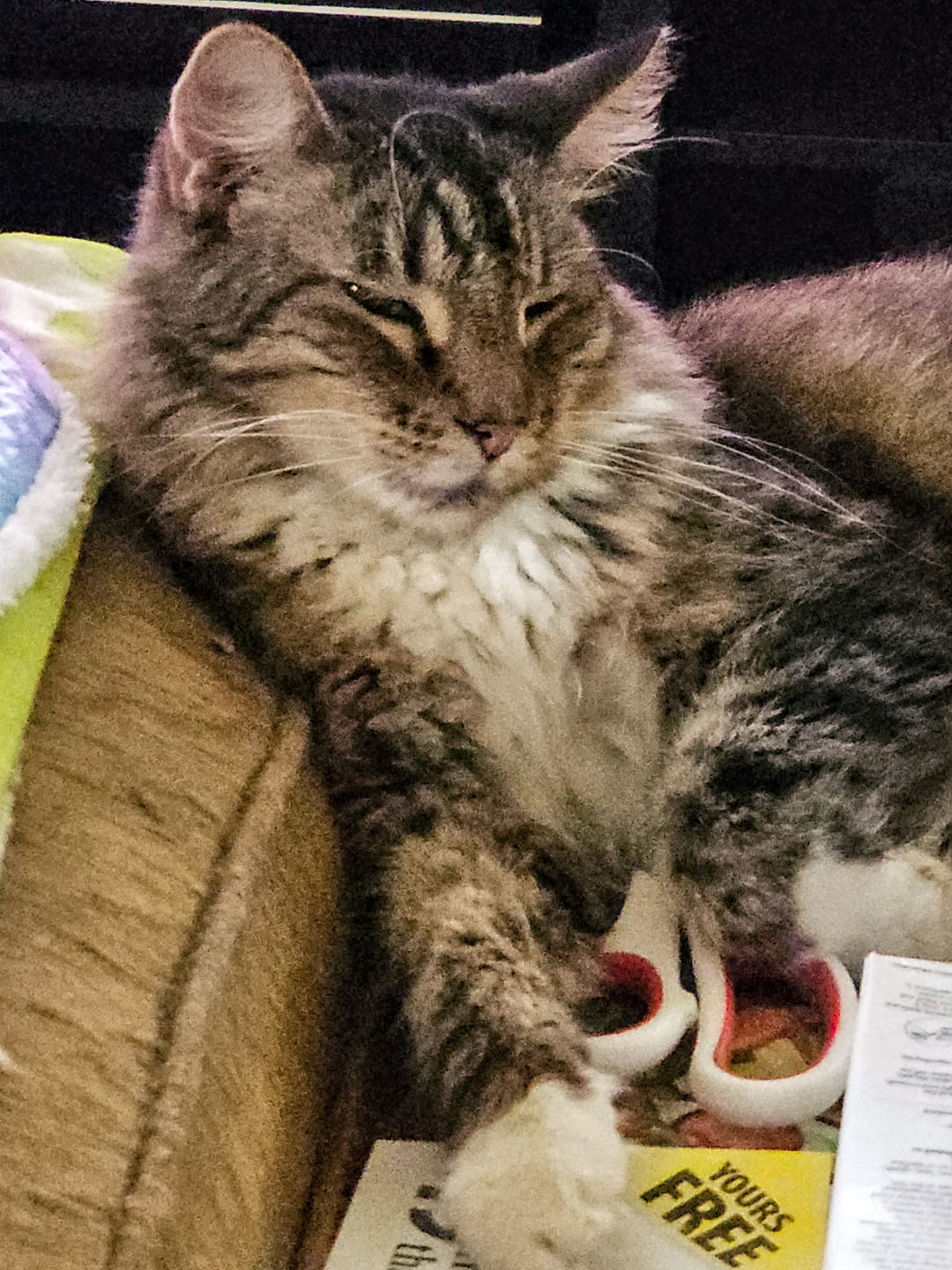 Customer photo review of FeLife® Immunity Support - Reduces FeLV Virus in Cats