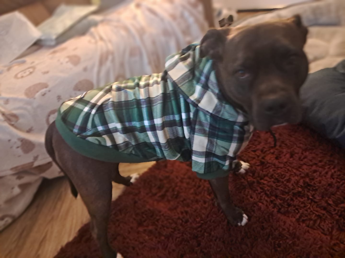 Customer photo review of Green Plaid Dog Hoodie