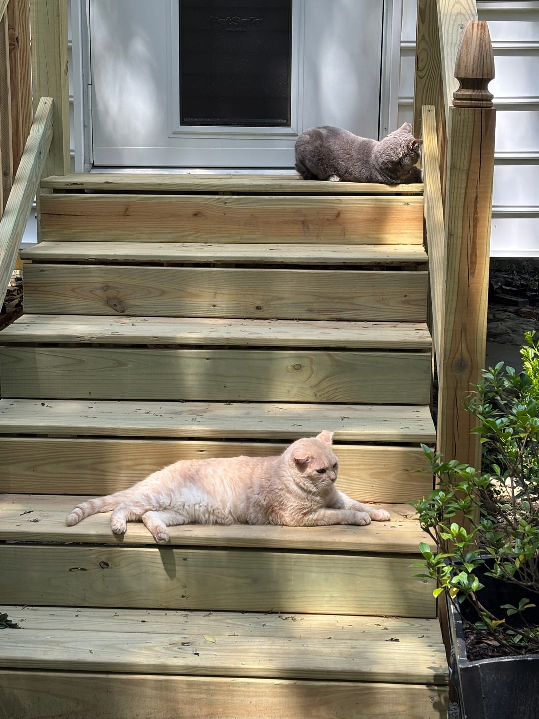 Customer photo review of Breathe Easy Cat Cold, Sneezing & Respiratory Support