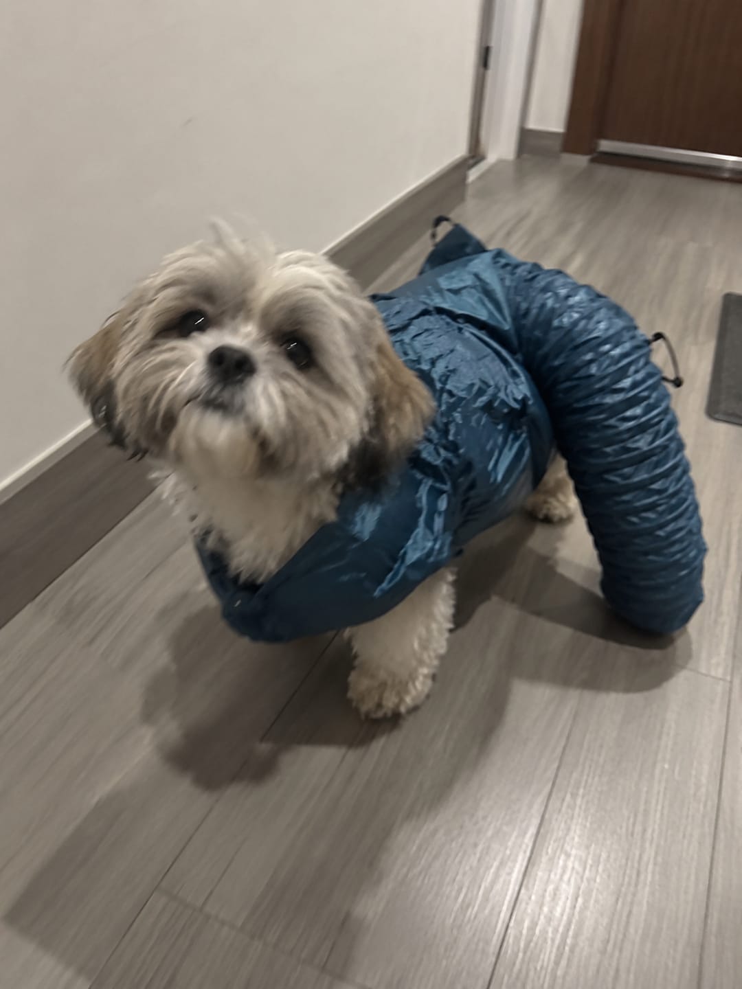 Customer photo review of BrisaPaw™ Bolsa de Secado para Perros