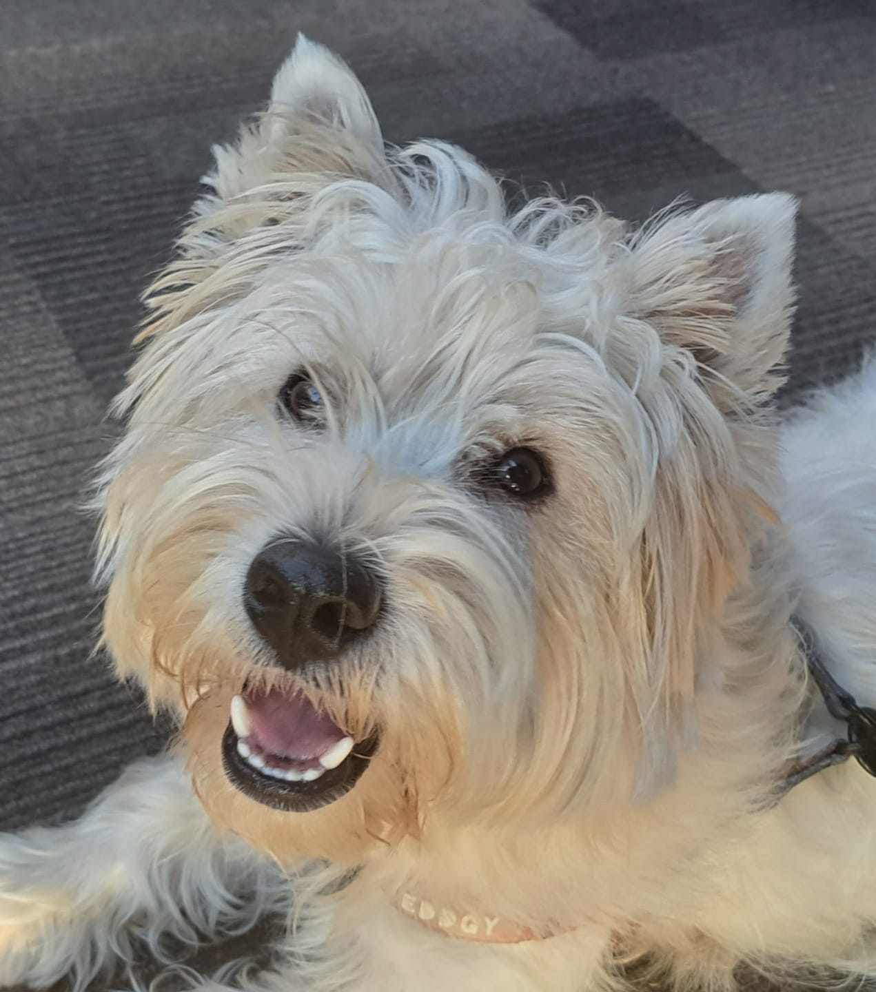 Customer photo review of Dog Gel