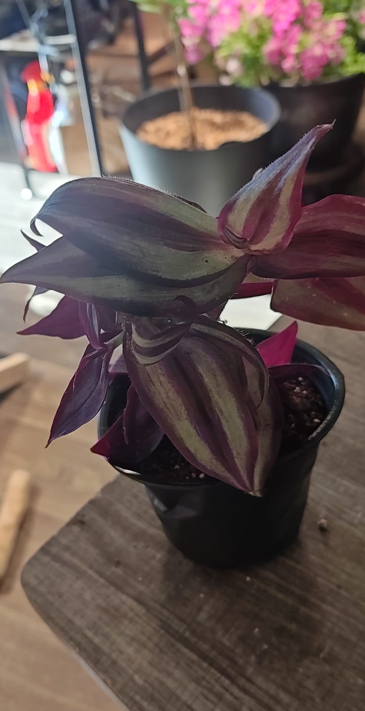 Customer photo review of Rhoeo tricolor - Rare Tradescantia - Rare purple variegated wandering Jew -  Mosses in the cradle - Beautiful Easy Care indoor plant