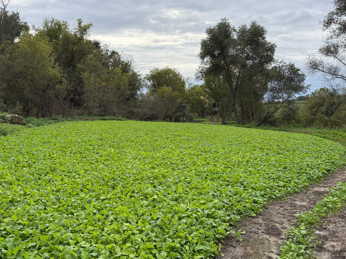 Customer photo review of Late Season Brassicas