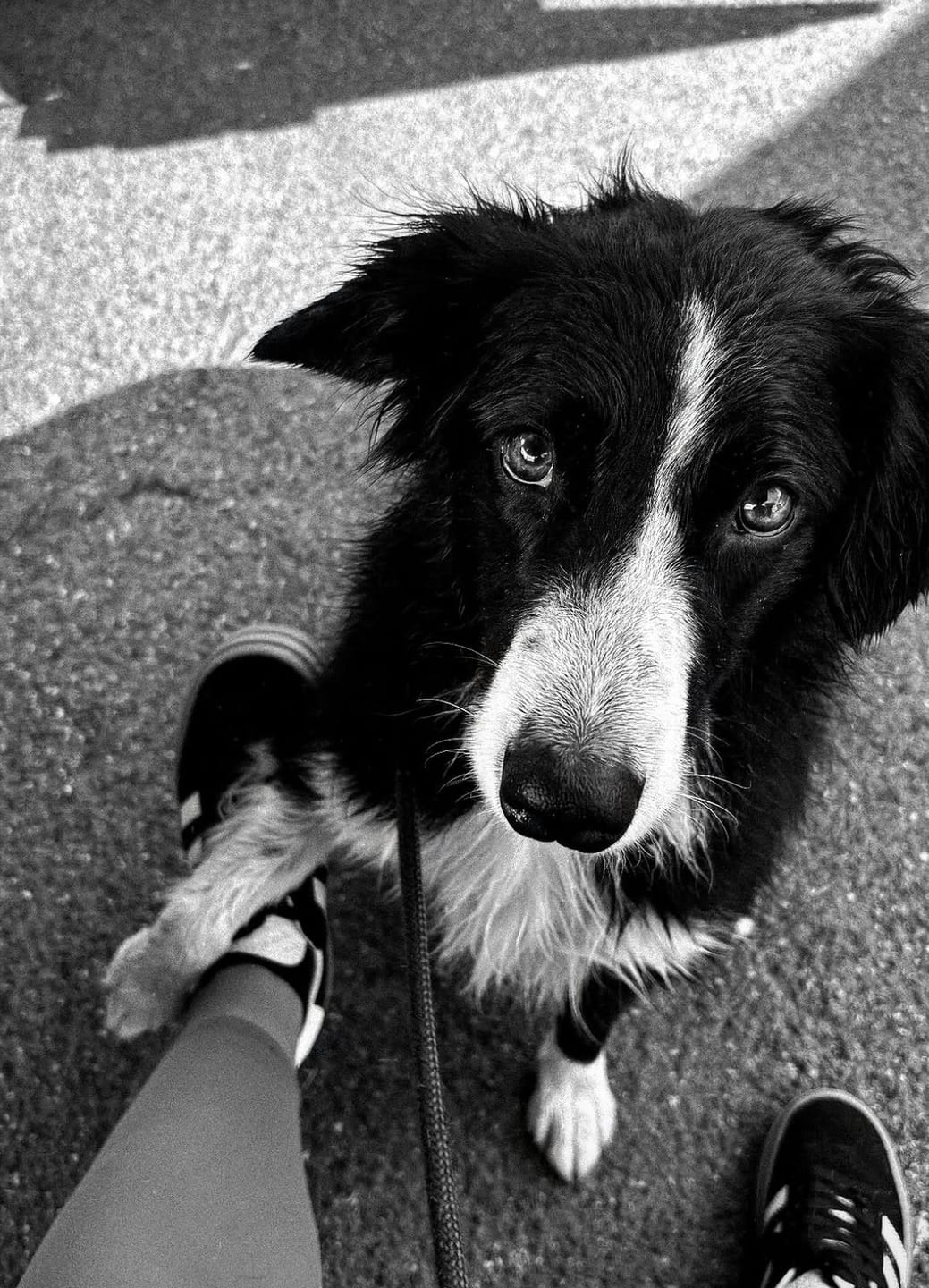 Customer photo review of PureBlend Probiotic Chews for Dogs