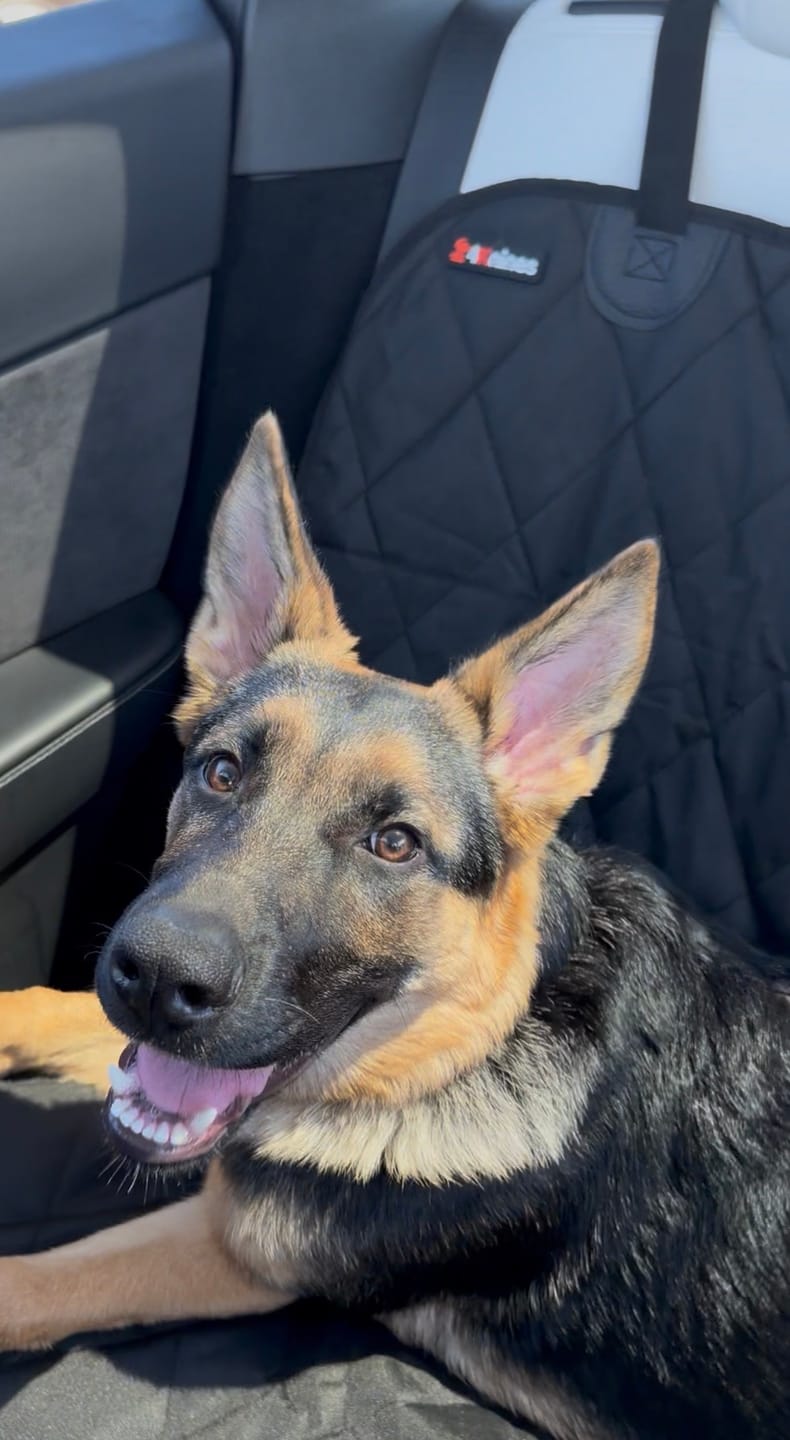 Customer photo review of Dog Rear Seat Cover with Hammock - Regular