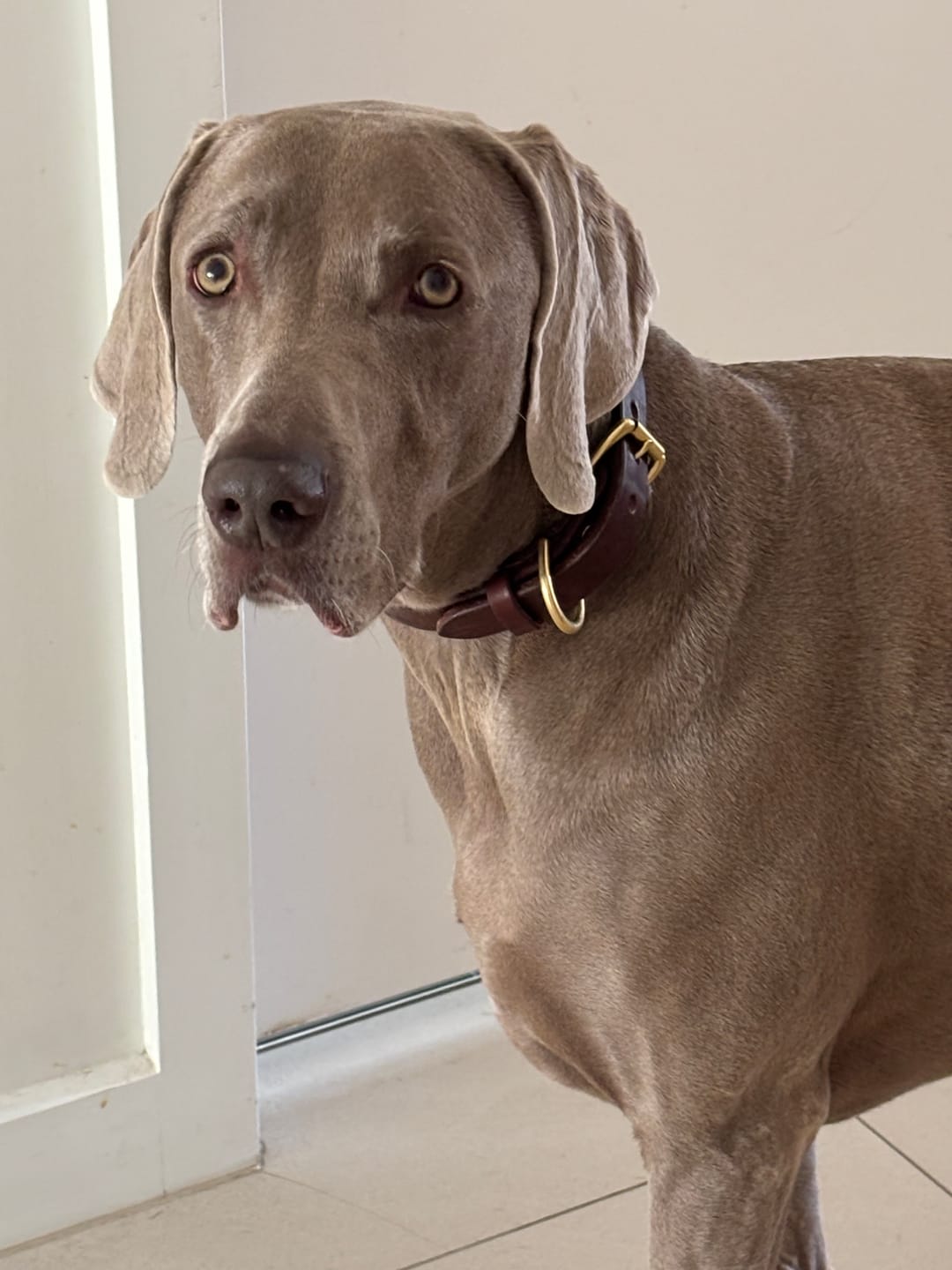Customer photo review of Dog Collar
