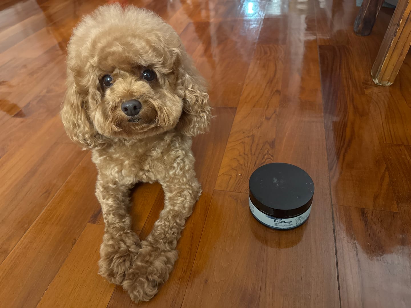 Customer photo review of ProClean™狗狗天然潔牙護齒配方