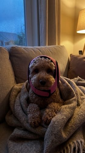Customer photo review of Rincón Peludo® | Protector Acústico Antiestrés para Perros