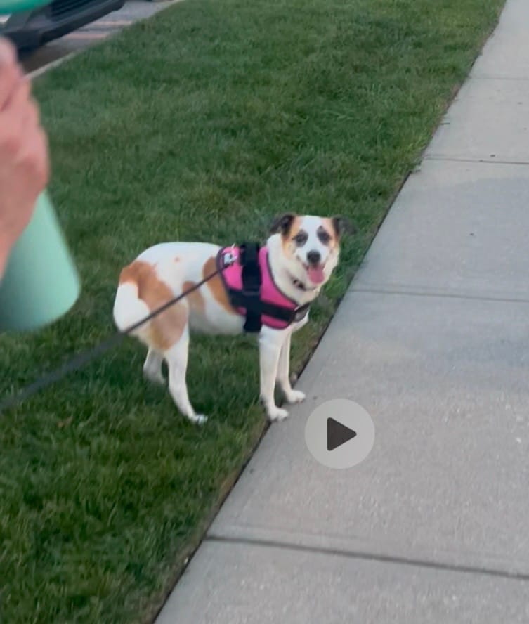 Customer photo review of Dogshood ™ Ergonomic Harness
