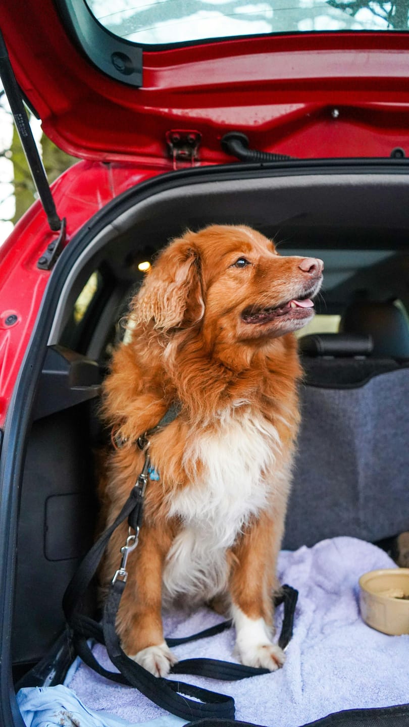 Customer photo review of FurAway™ - Pet Grooming & Hair Removal Glove