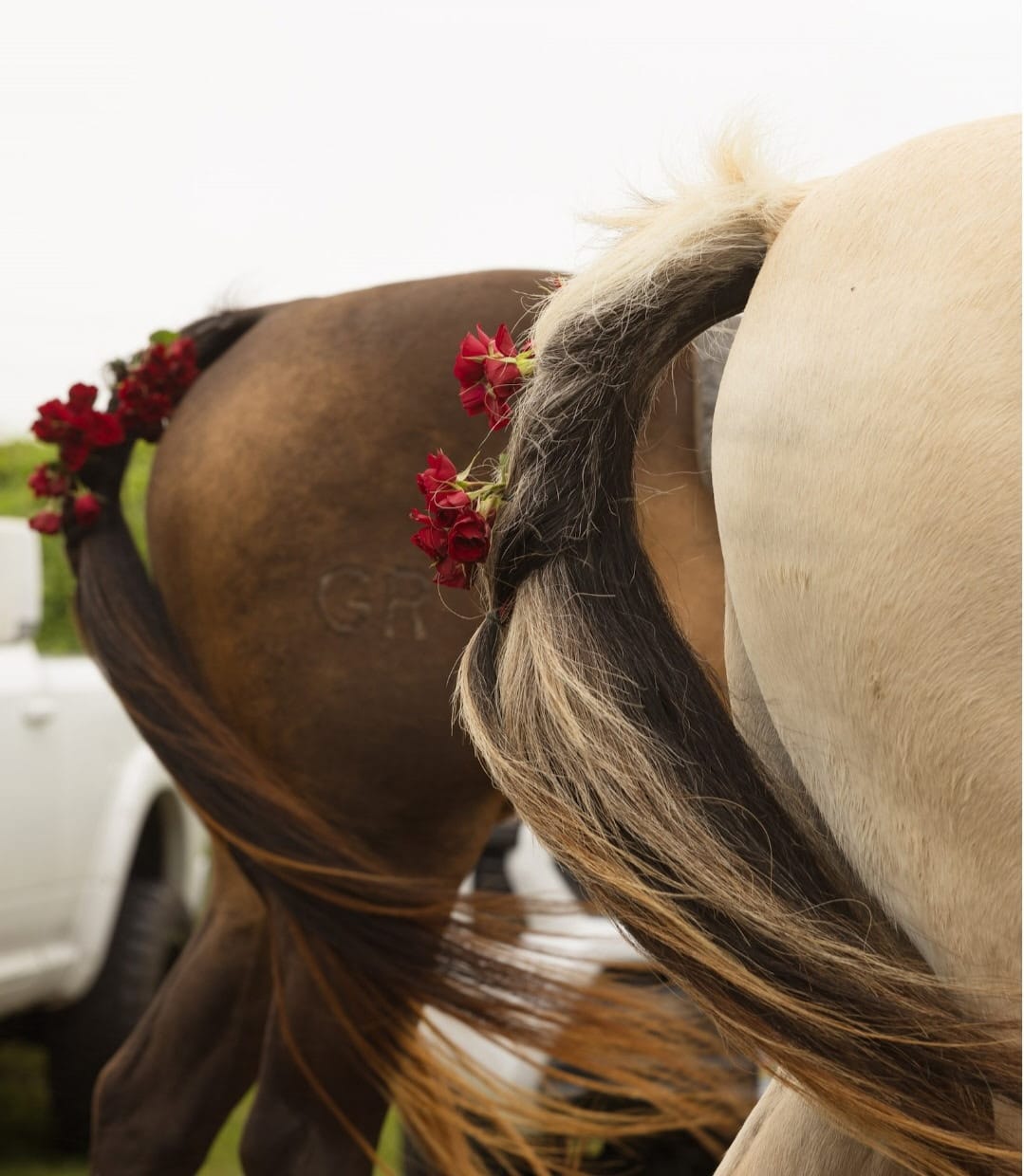 Customer photo review of Red Spray Roses