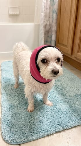 Customer photo review of Rincón Peludo® | Protector Acústico Antiestrés para Perros