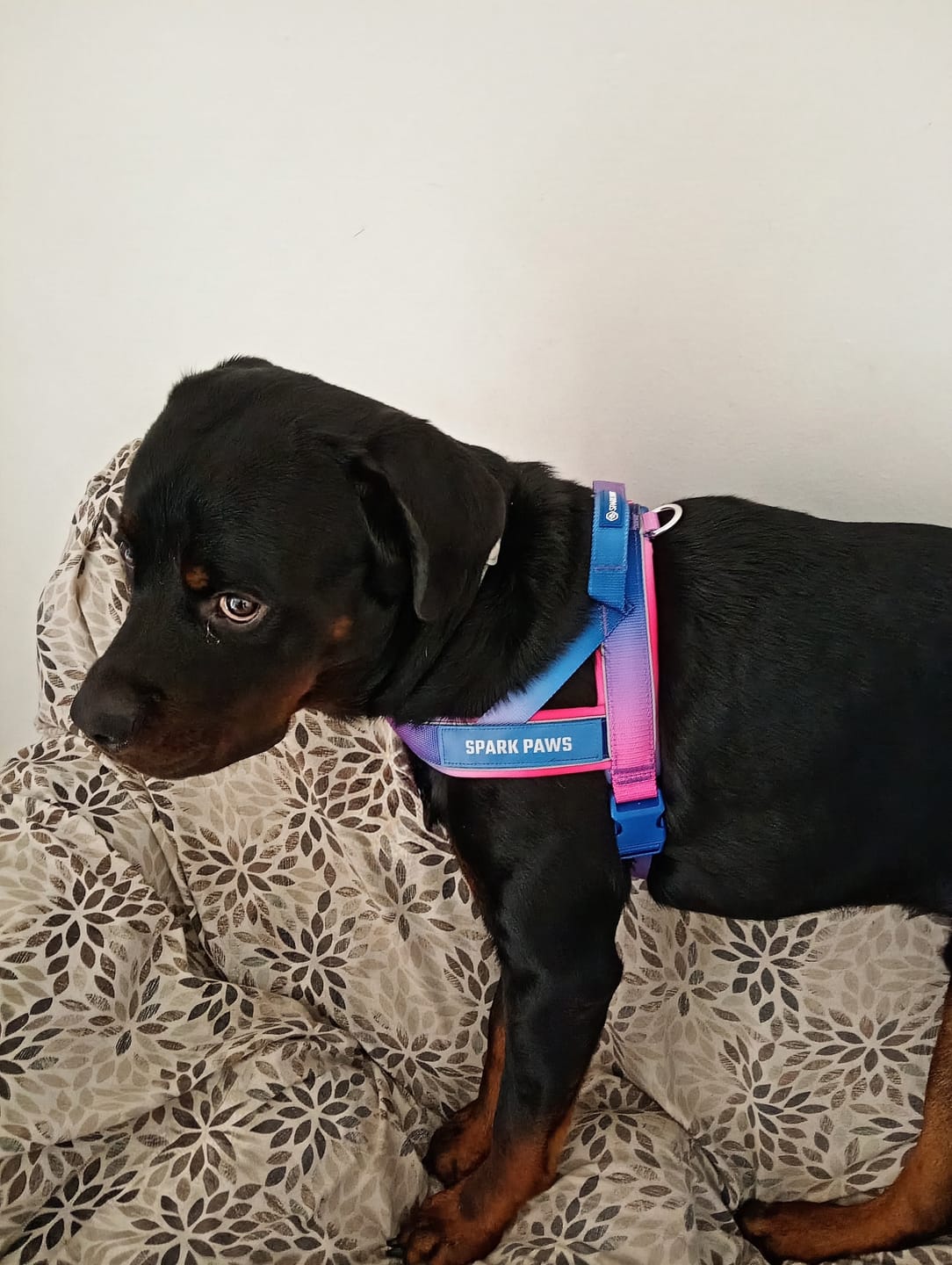 Customer photo review of Grab & Go Harness - Snow Cone