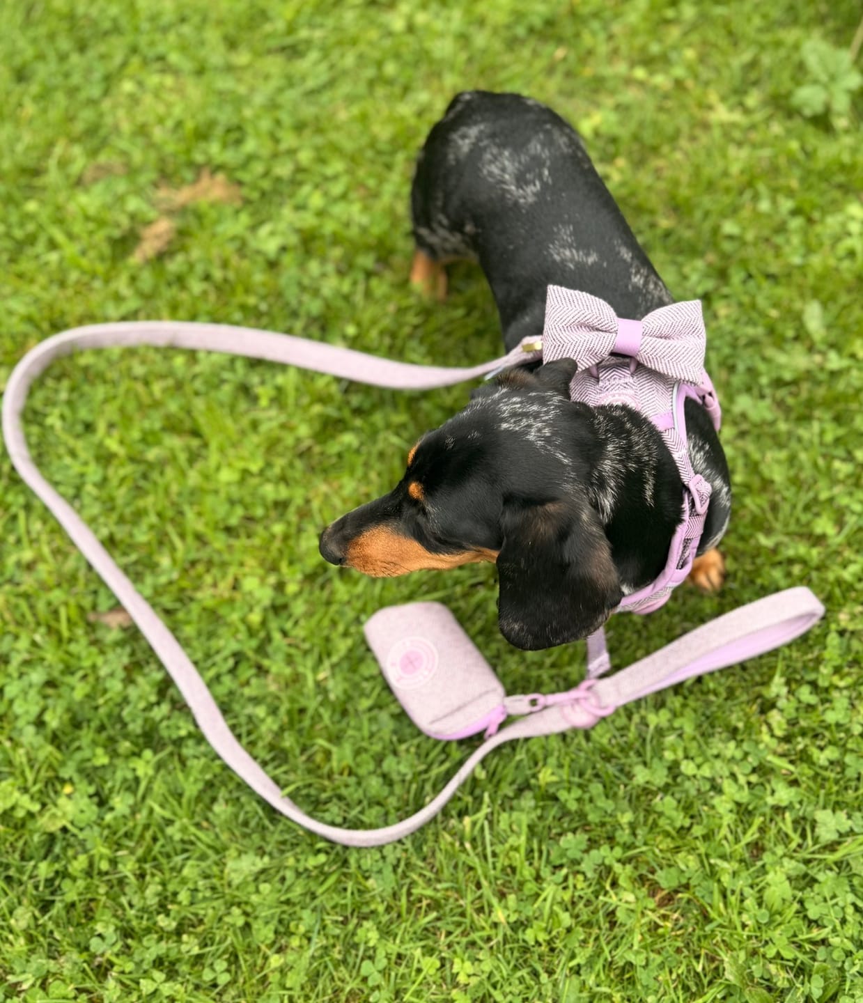 Customer photo review of Dog Harness and Lead Set - Colour Drops - Plum Tweed