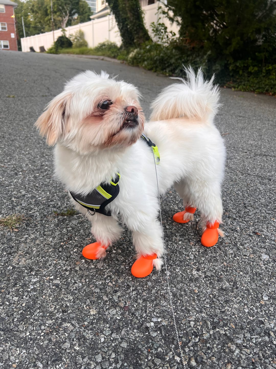 Customer photo review of WagWellies® by wagwear