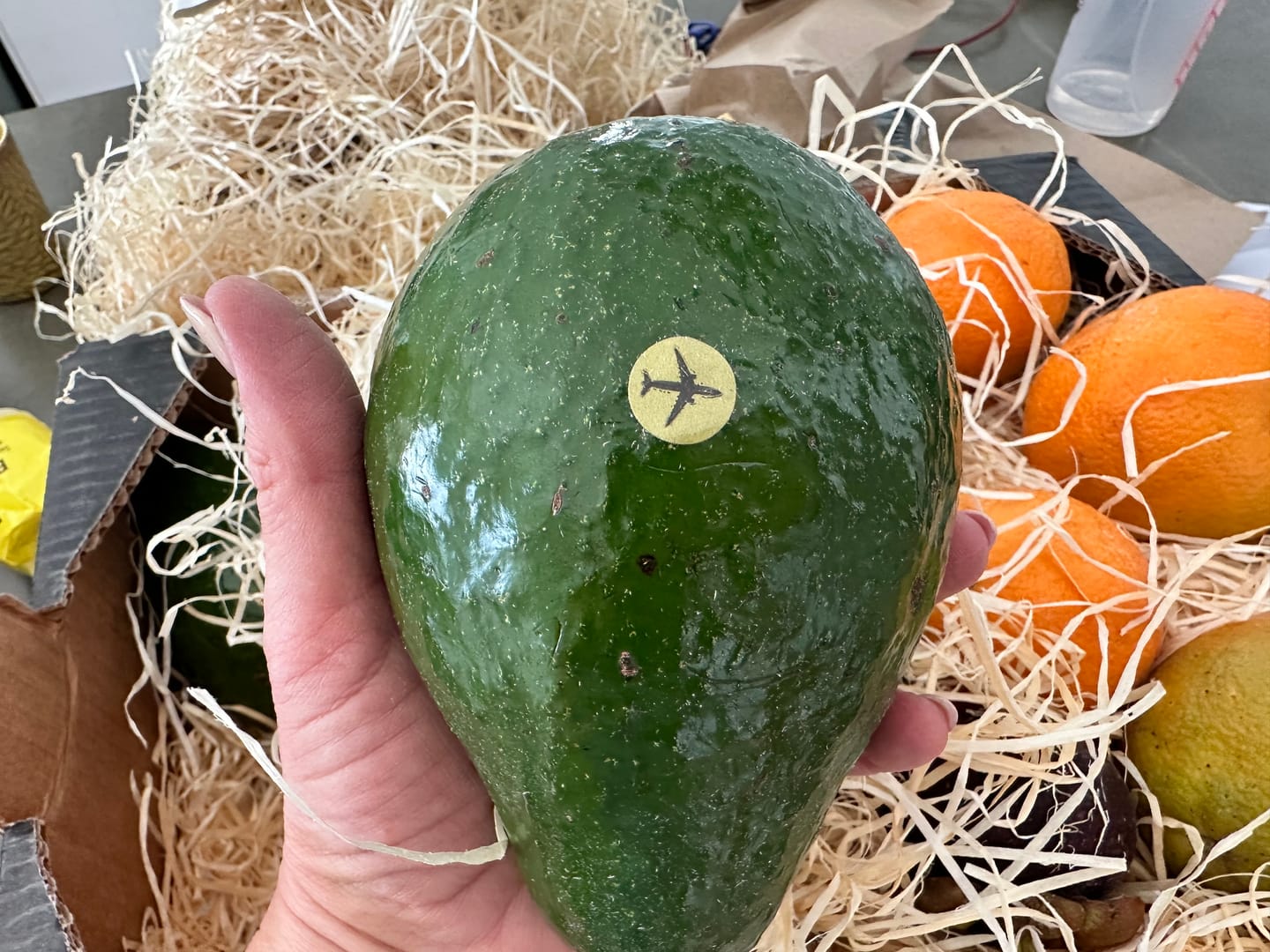 Customer photo review of Avocado Antillano (Riesen-Avocado ca. 500g)