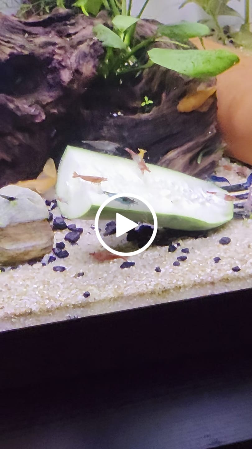 Customer video review of Skittles Shrimp
