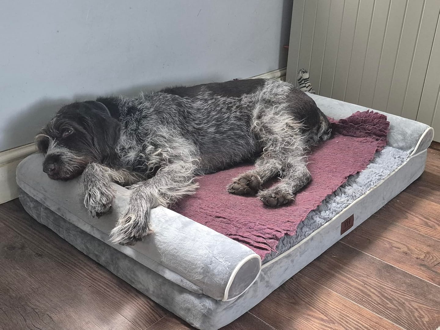 Customer photo review of Large Orthopedic Dog Bed