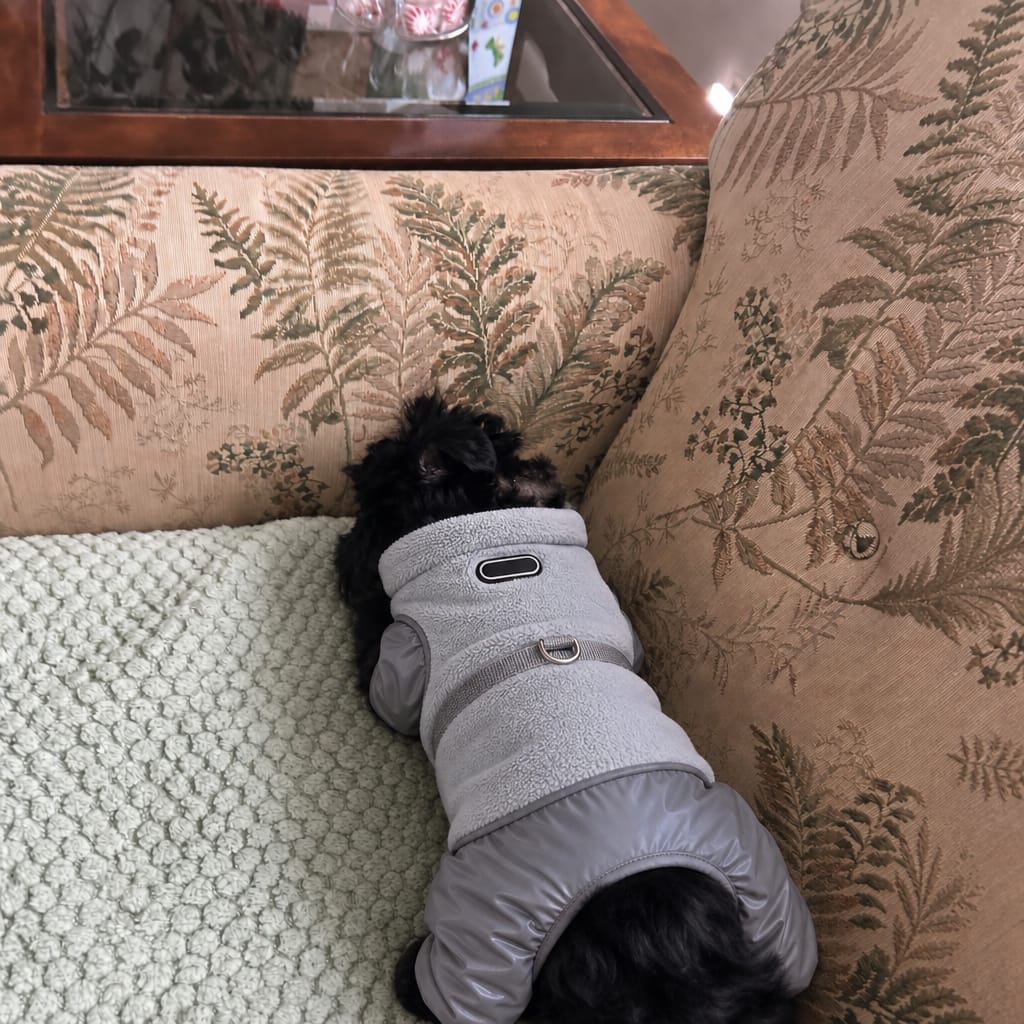 Customer photo review of WUFFEY™ Pet Winter Suit