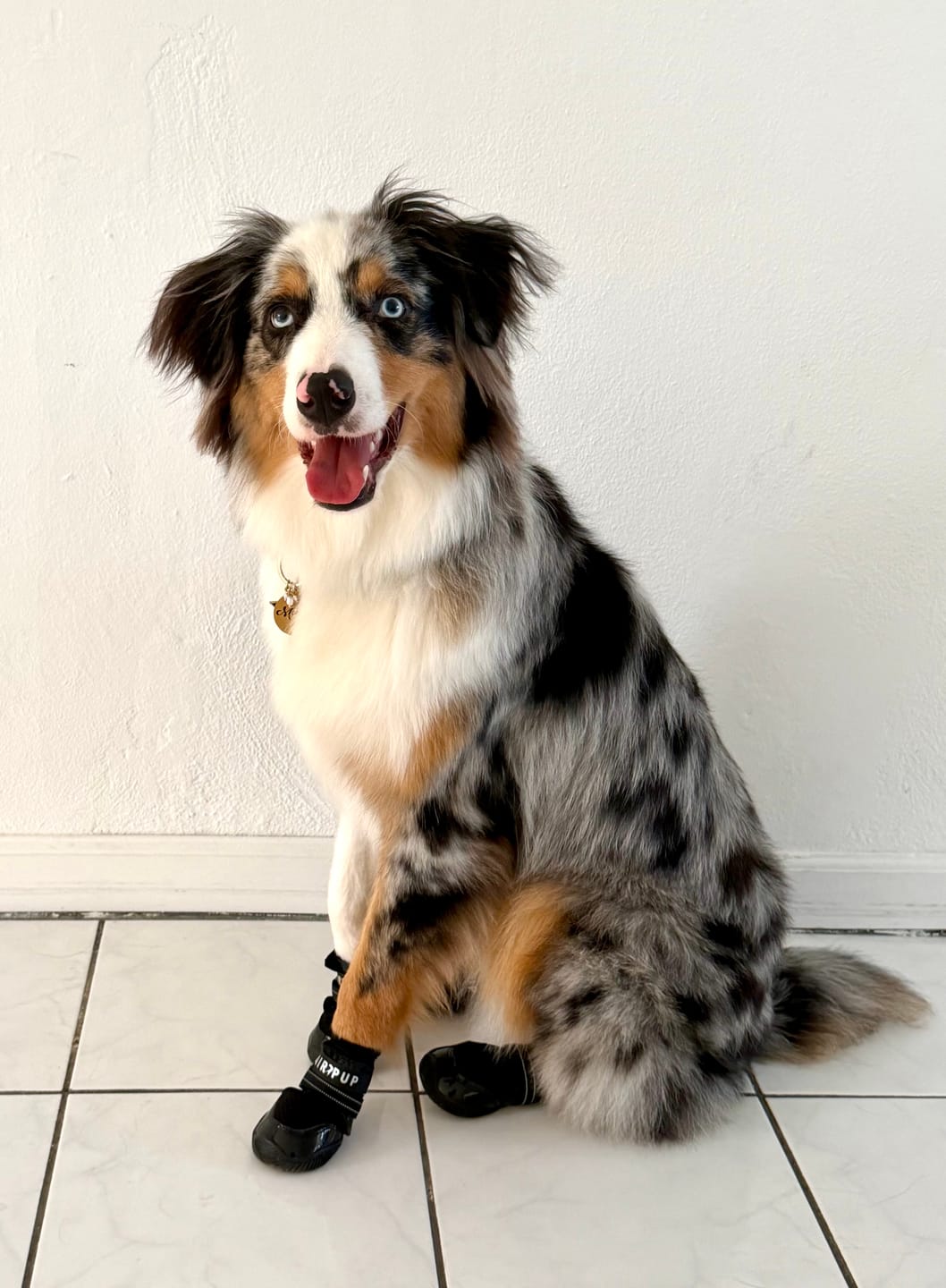 Customer photo review of AIR PUP DOG SHOES - SET OF 4