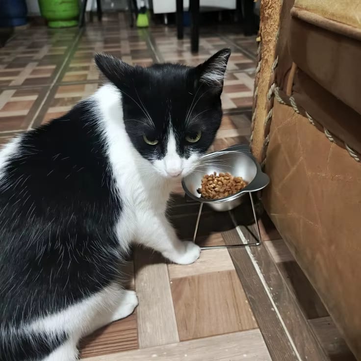 Customer photo review of ElevateBowl – Höher fressen, tiefer entspannen – entlaste die Wirbelsäule deiner Katze jeden Tag!