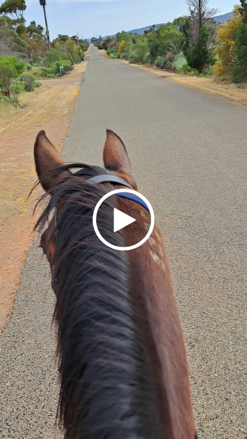 Customer video review of Gut Health+ | Hindgut & Digestive Feed for Horses