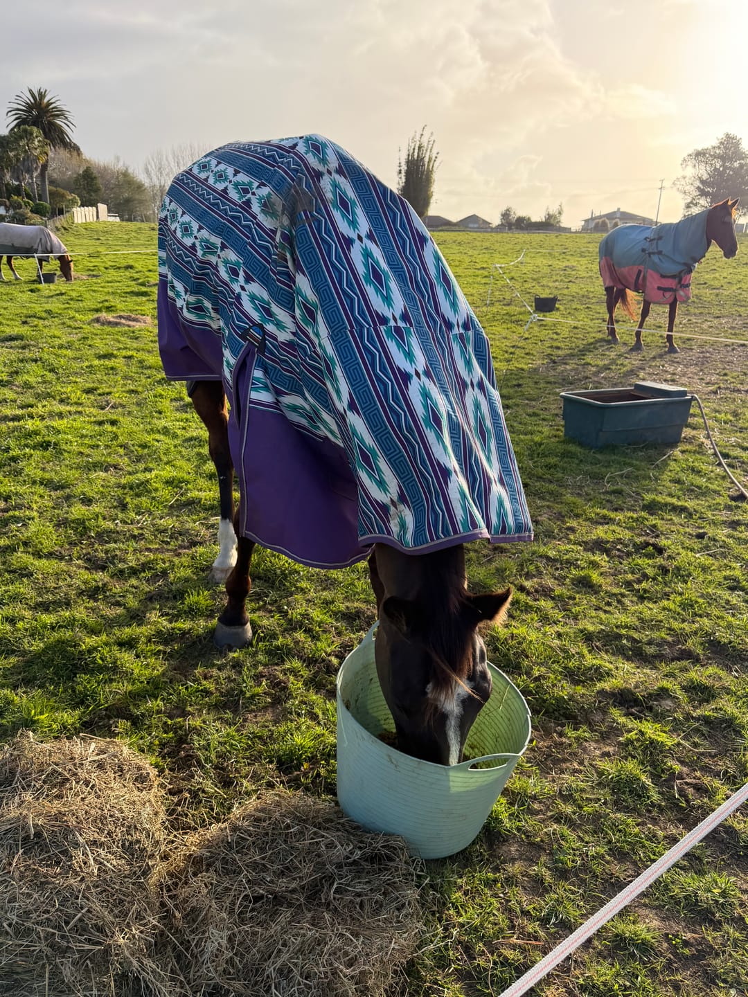 Customer photo review of Weatherbeeta Comfitec Essential Turnout Combo - Navajo Print