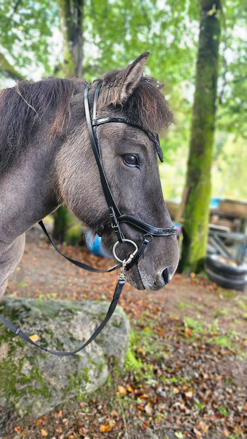 Customer photo review of Zaumzeug 'Viking'