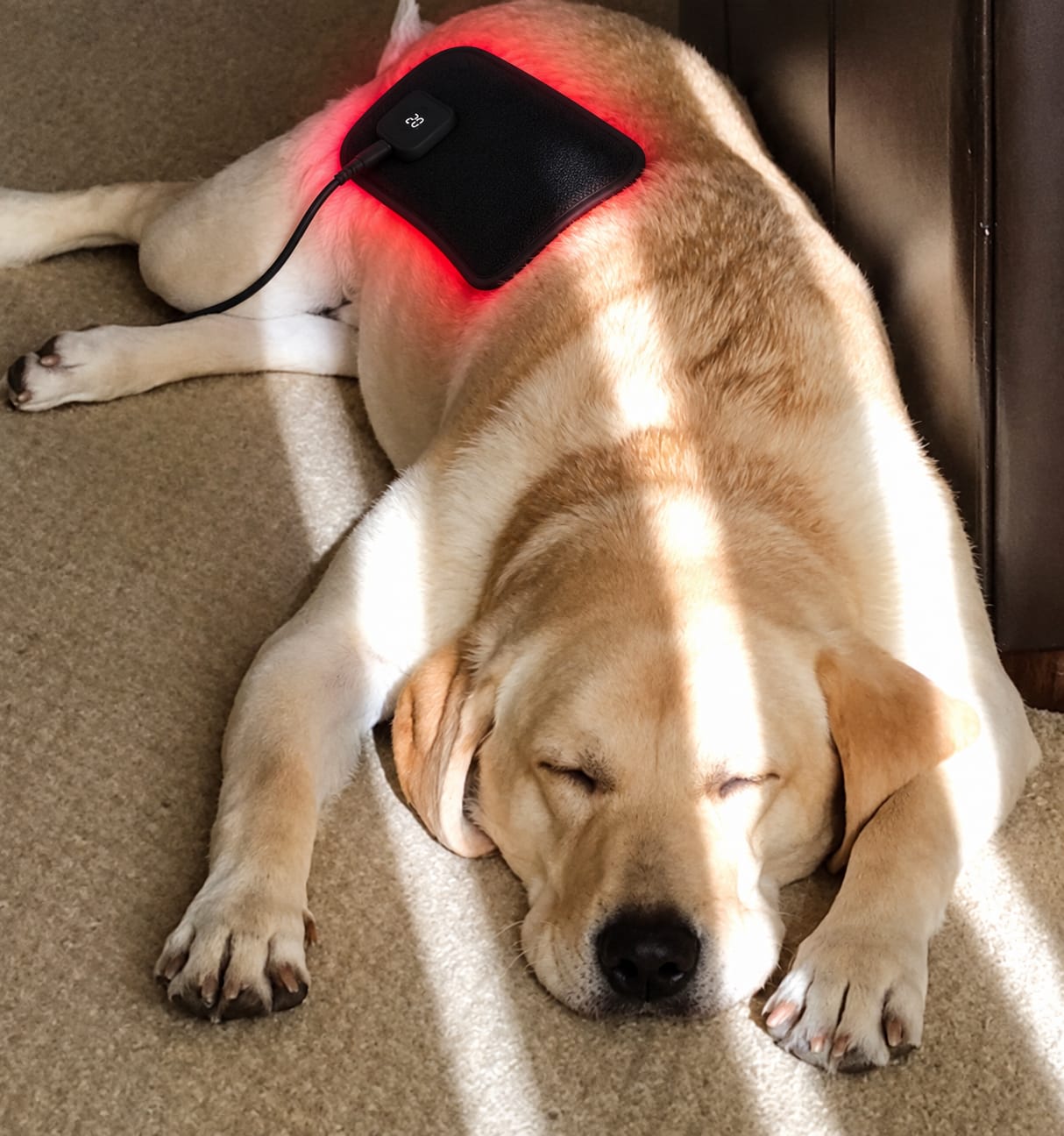 Customer photo review of LumaPaw™ Terapia de Luz Roja para Articulaciones y Movilidad