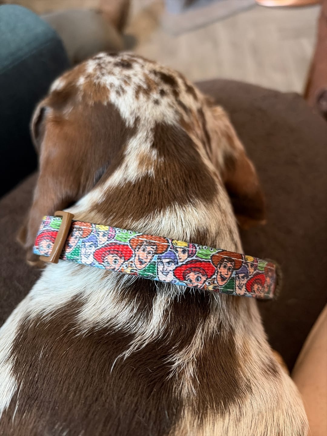 Customer photo review of Disney© Collar - Toy Story Friends