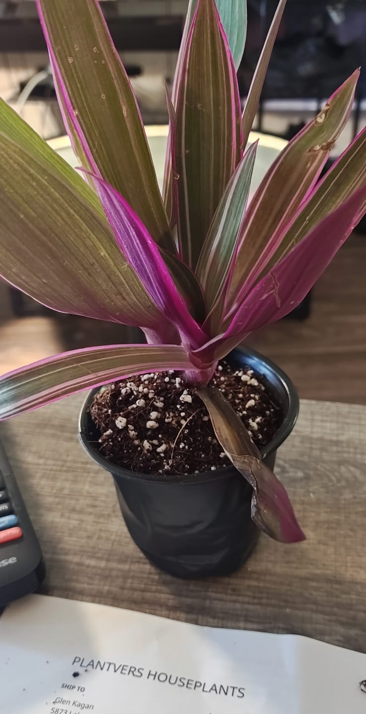 Customer photo review of Purple Wandering Jew in 3" Grow Pot | Easy Care Indoor Plant  | Live Wandering Dude Houseplant | Purple Plant For Indoors | Beginner Friendly Plant | Low Light Plant