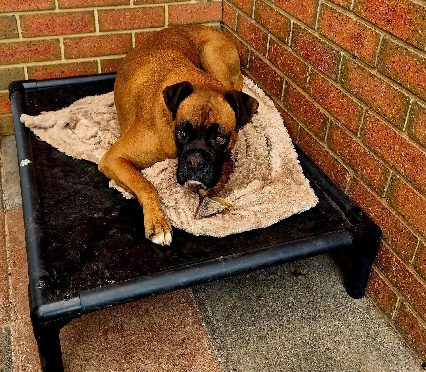 Customer photo review of Reinforced Elevated TuffyBed