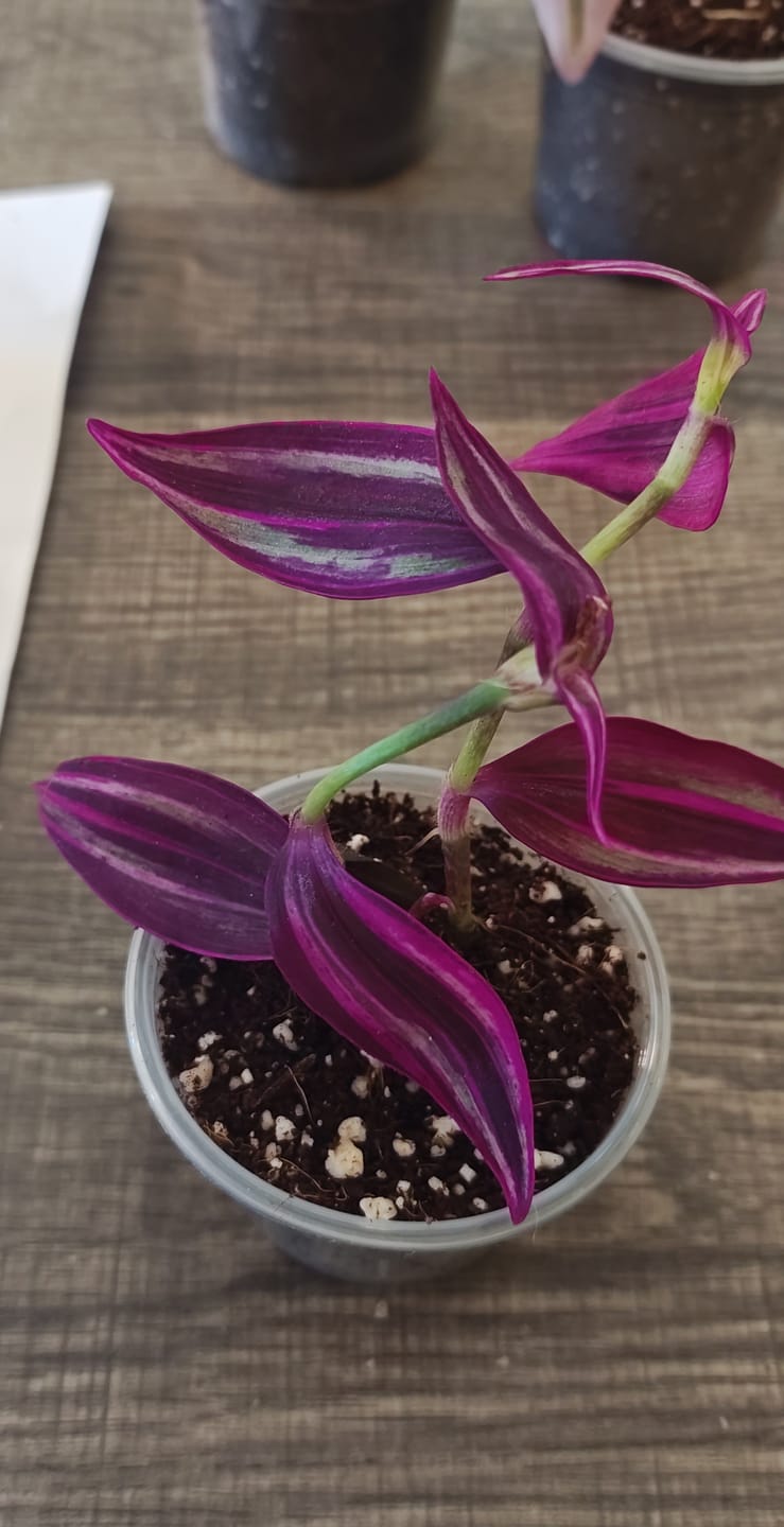 Customer photo review of Tradescantia Pink Paradise in 3" Grow Pot - Wandering Jew Live Plant - Vibrant Pink Foliage - Easy and Low Maintenance Houseplant