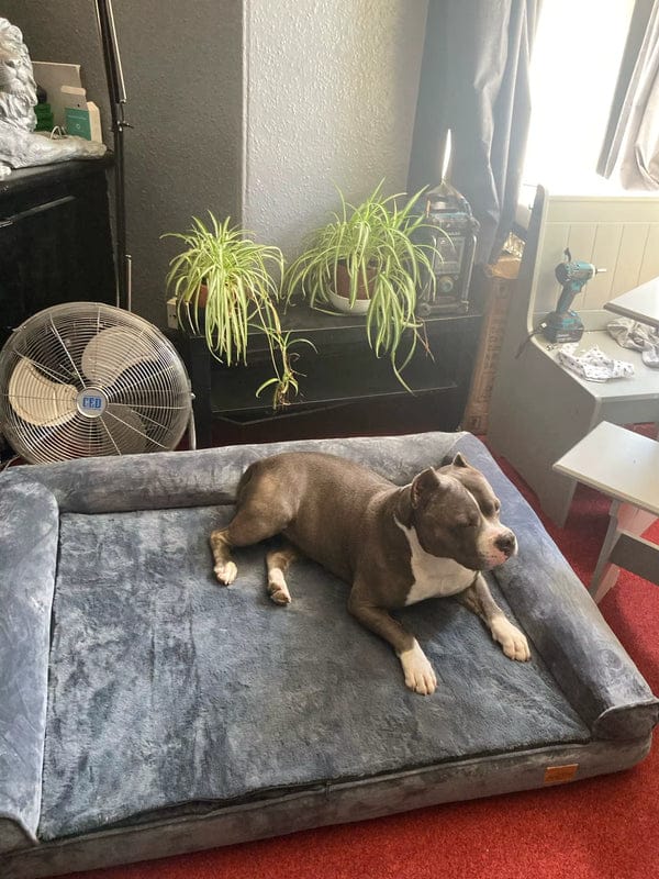 Customer photo review of Large Orthopedic Dog Bed