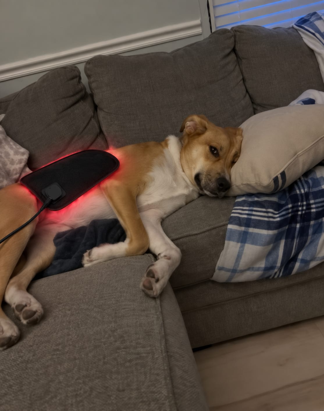 Customer photo review of LumaPaw™ Terapia de Luz Roja para Articulaciones y Movilidad
