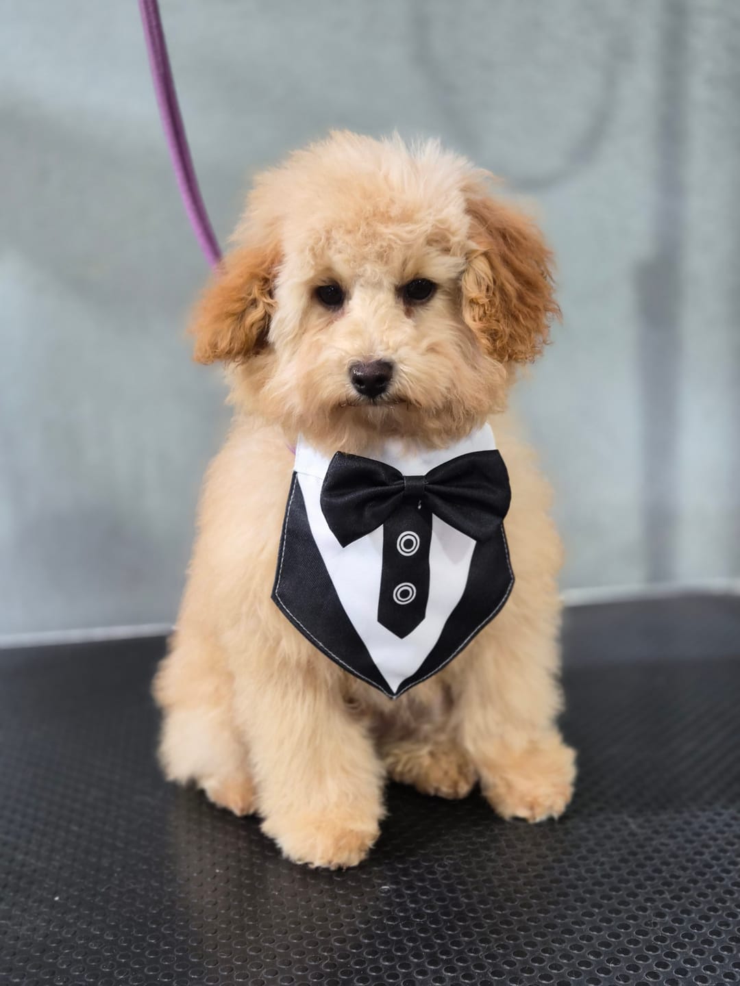 Customer photo review of Cutest Pets of Pupvote Summer 2026