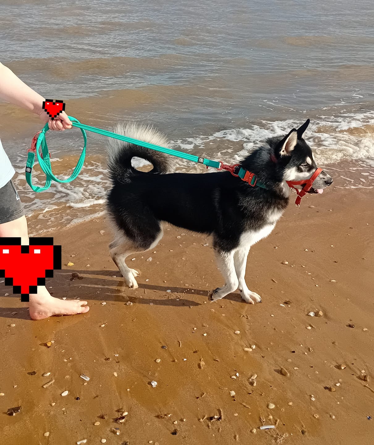 Customer photo review of Lightweight Training Double Ended Dog Lead | 2m Length - Turqouise x Orange