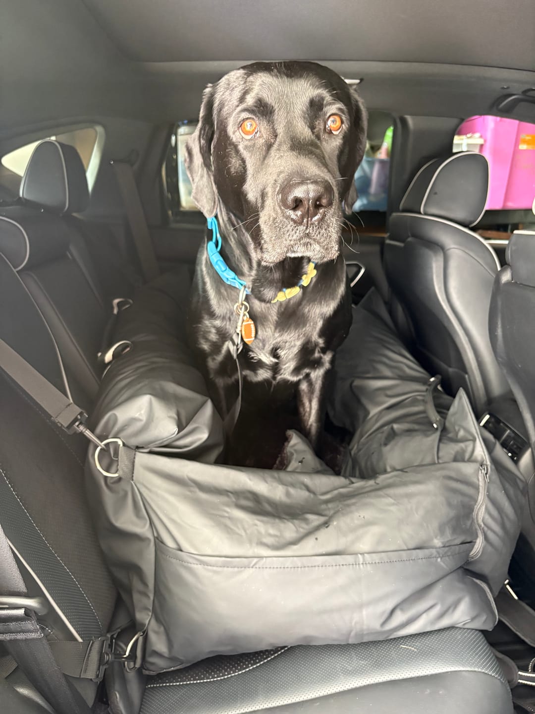 Customer photo review of Dog Dock V2 New With Latch Anchors