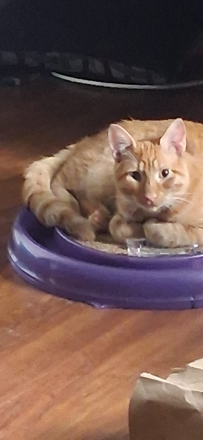 Customer photo review of FurLife™ - 8 Months All Natural Flea and Tick Collar for Cats